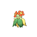 Joliflor image